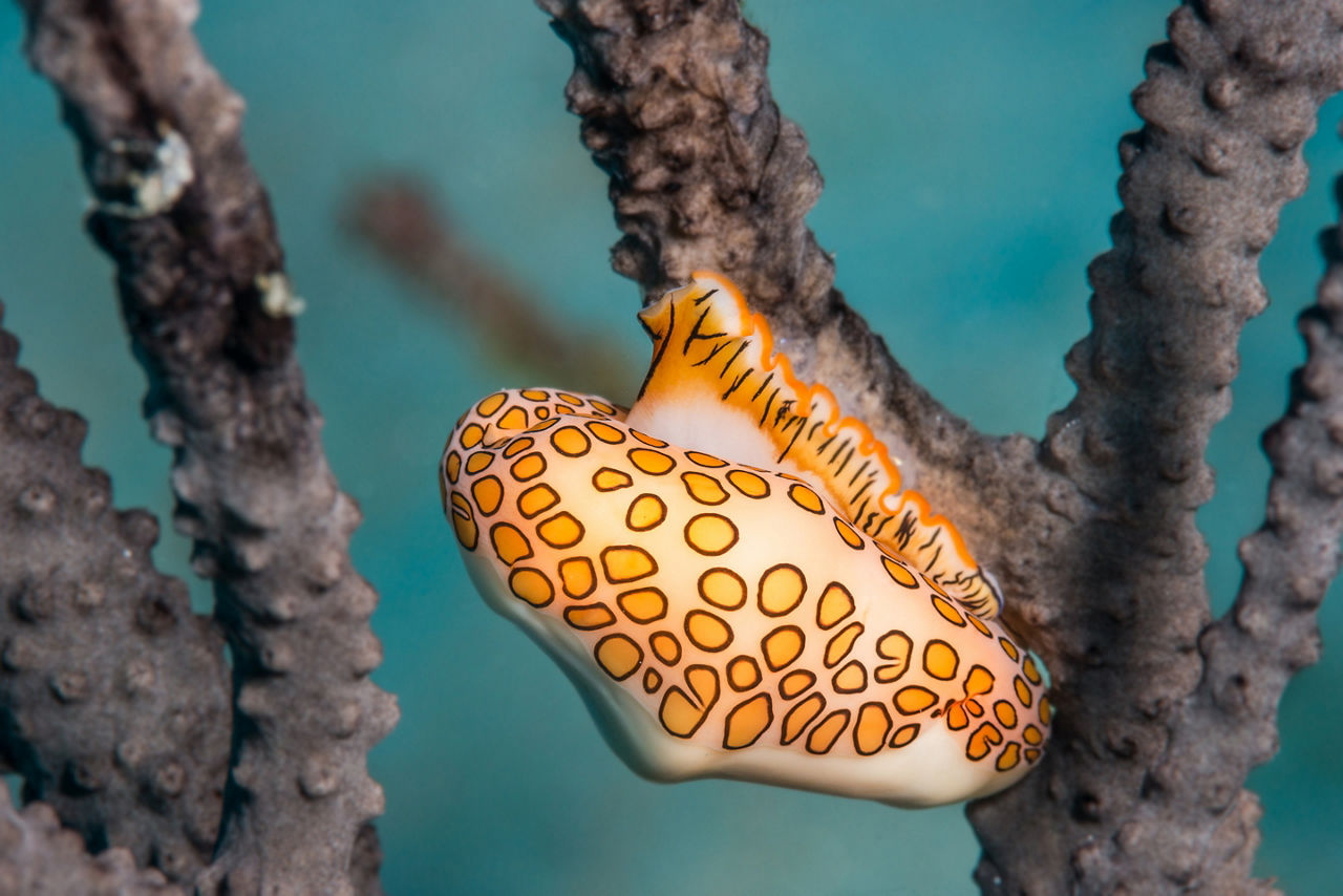 Flamingo tongue snail (Cyphoma gibbosum) on a purple sea fan in St. Georges