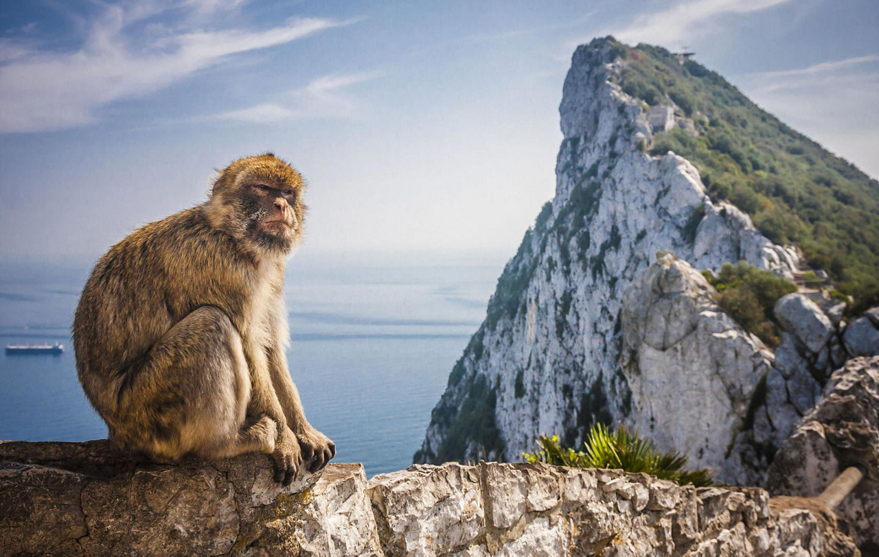 A monkey sitting on a ledge with the Rock of Gibraltar in the background