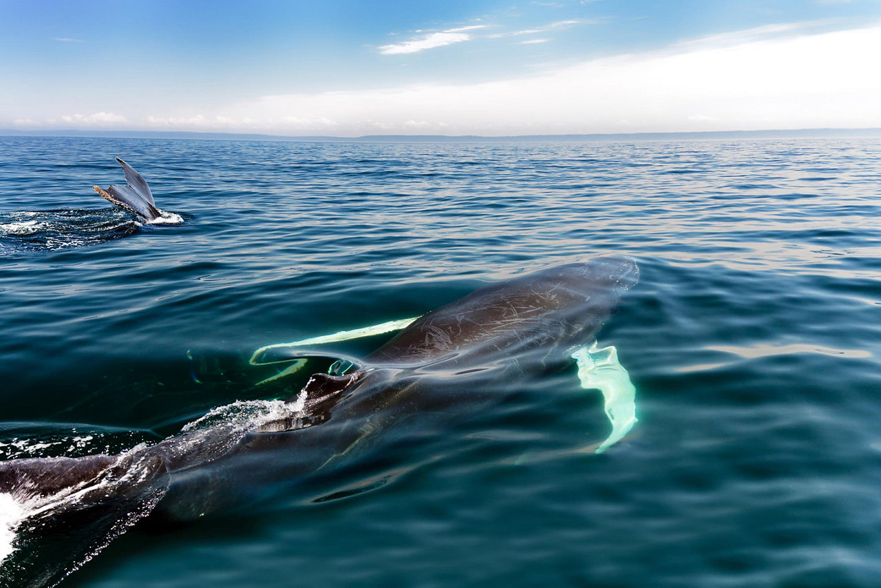 Humpback Whale, Halifax, Nova Scotia
