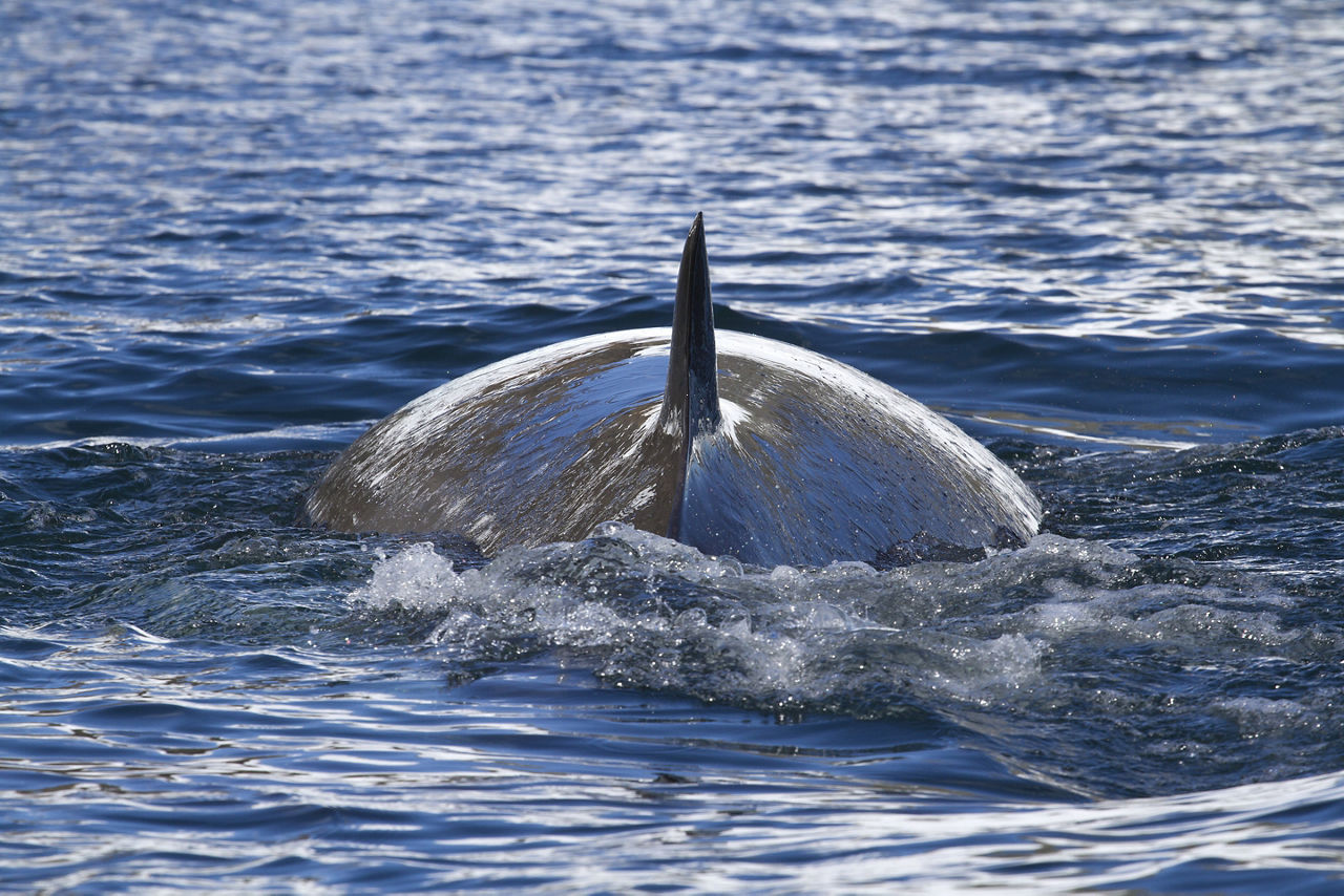 Minke Whale Going Underwater, Halifax, Nova Scotia