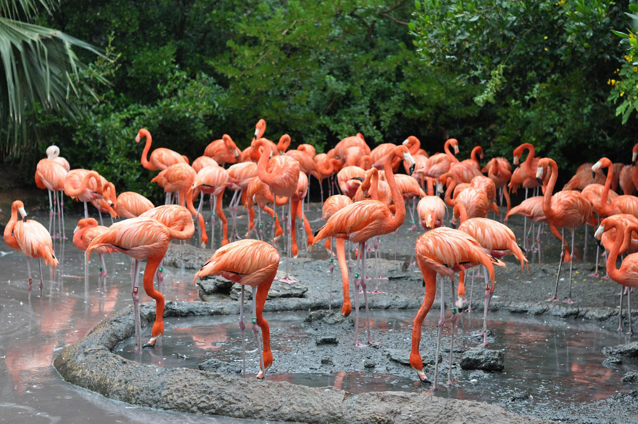 A group of flamingos at an aquarium in Hamilton, Bermuda