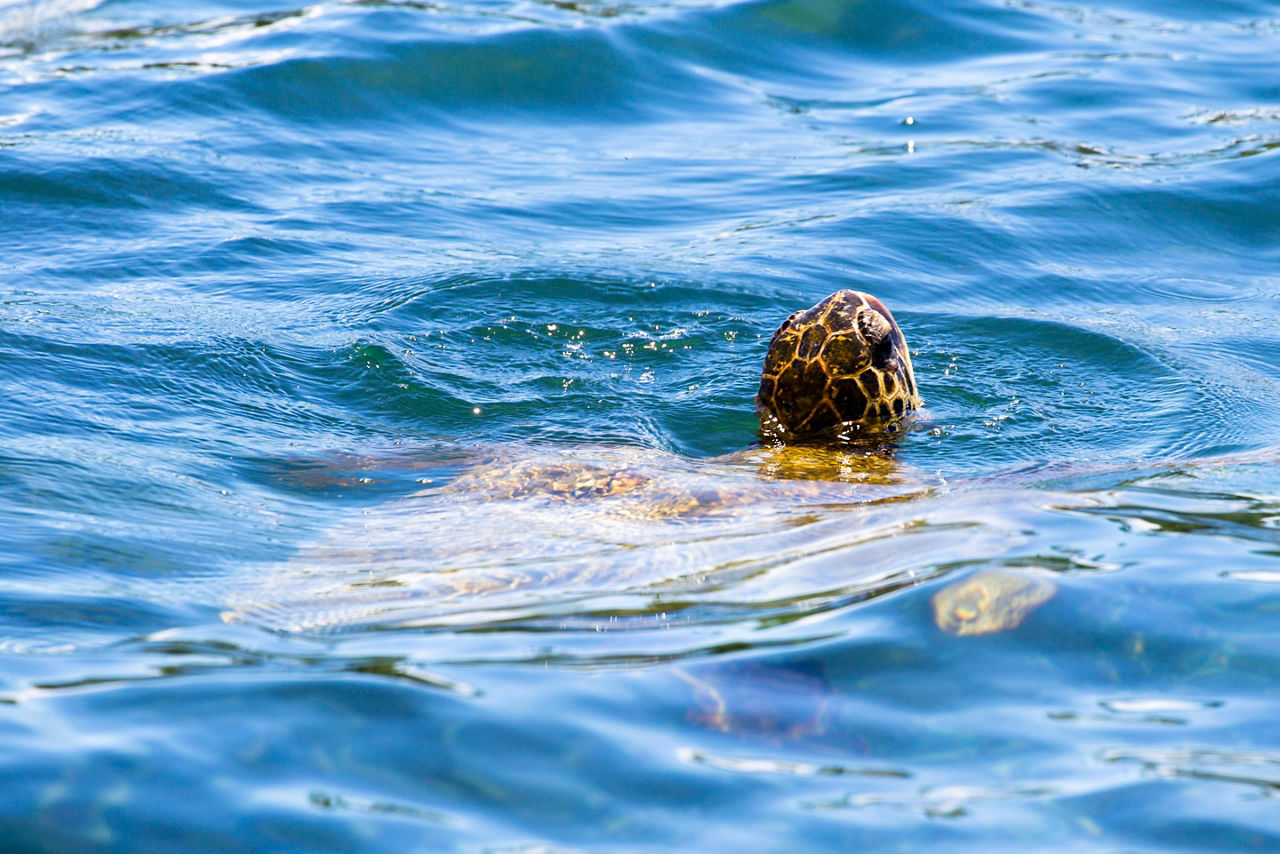 A sea turtle in the ocean in Hawaii