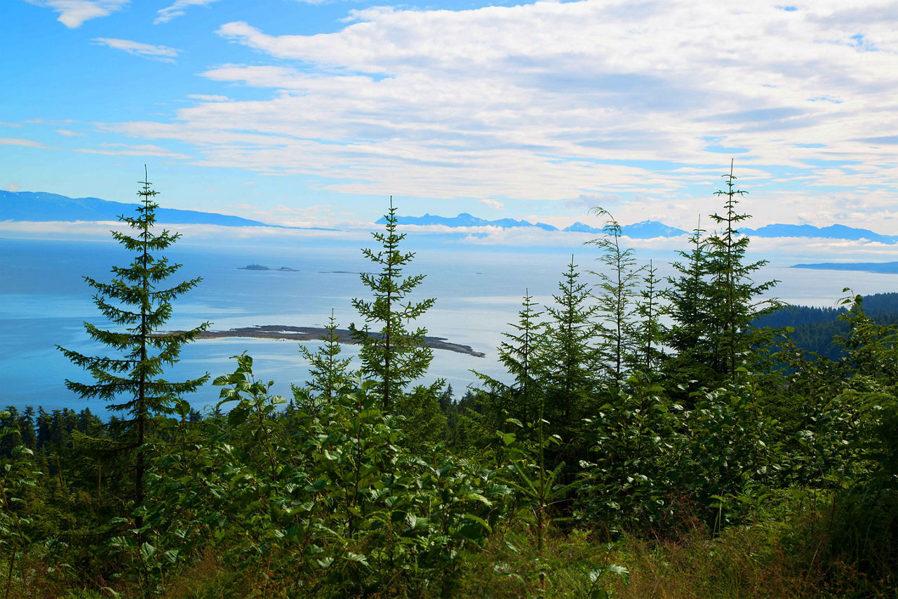 Pine Trees by the Ocean, Icy Strait Point, Alaska