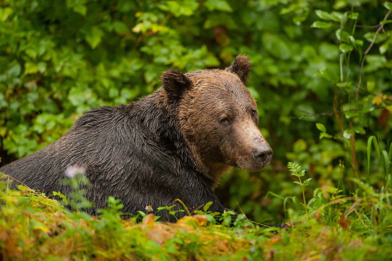 Sleepy Bear in the Forest, Inside Passage, British Columbia
