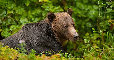 Sleepy Bear in the Forest, Inside Passage, British Columbia