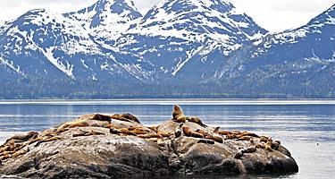 Sea Lions Glacier Mountains, Inside Passage, Alaska