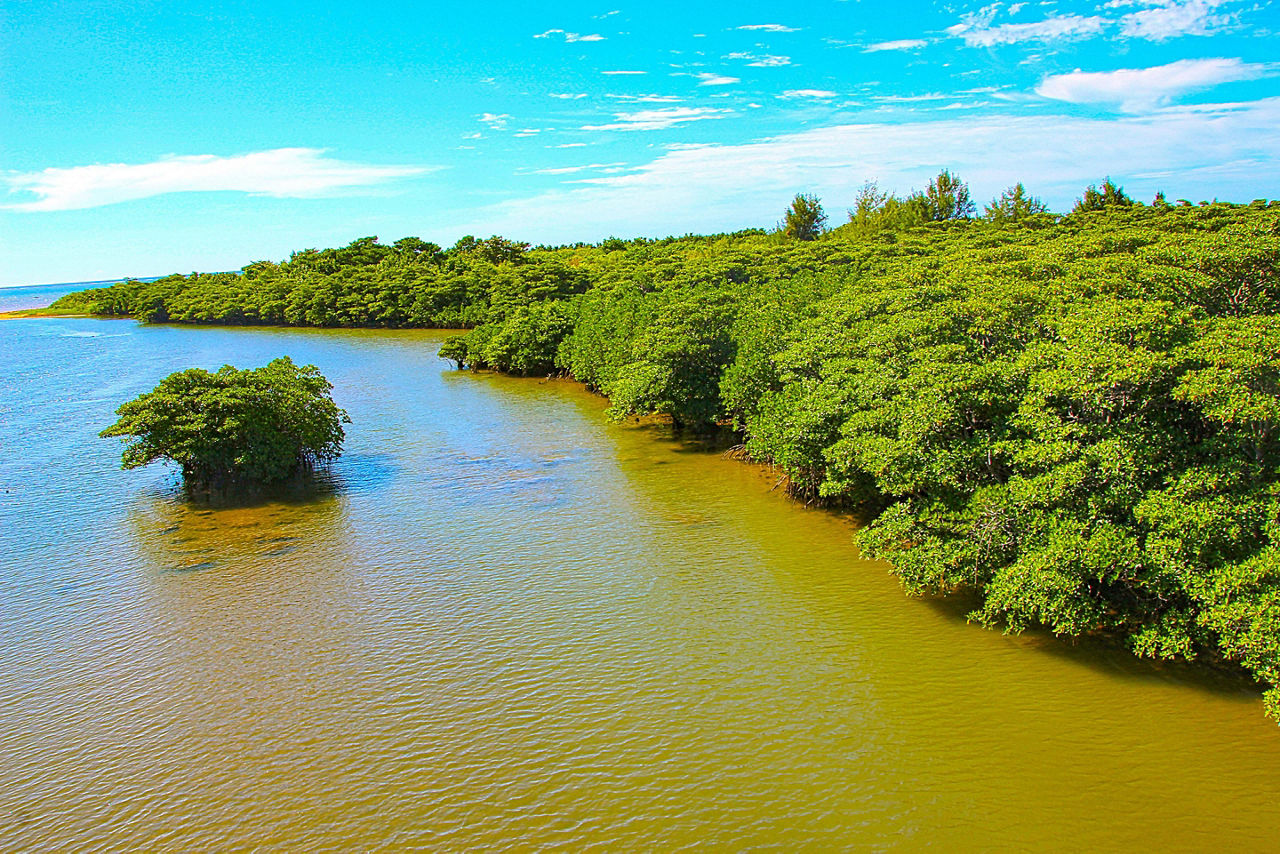 Ishigaki, Japan River Forest Mangrove