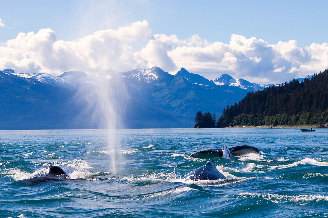 Humpback Whales Watching Ocean, Juneau, Alaska 