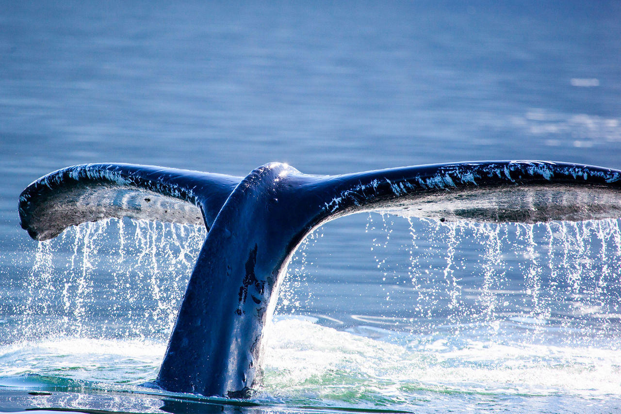The Tail of a Whale Popping Out of the Water,  Juneau, Alaska 