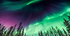 Purple and green Northern Lights in wave pattern over trees in alaska