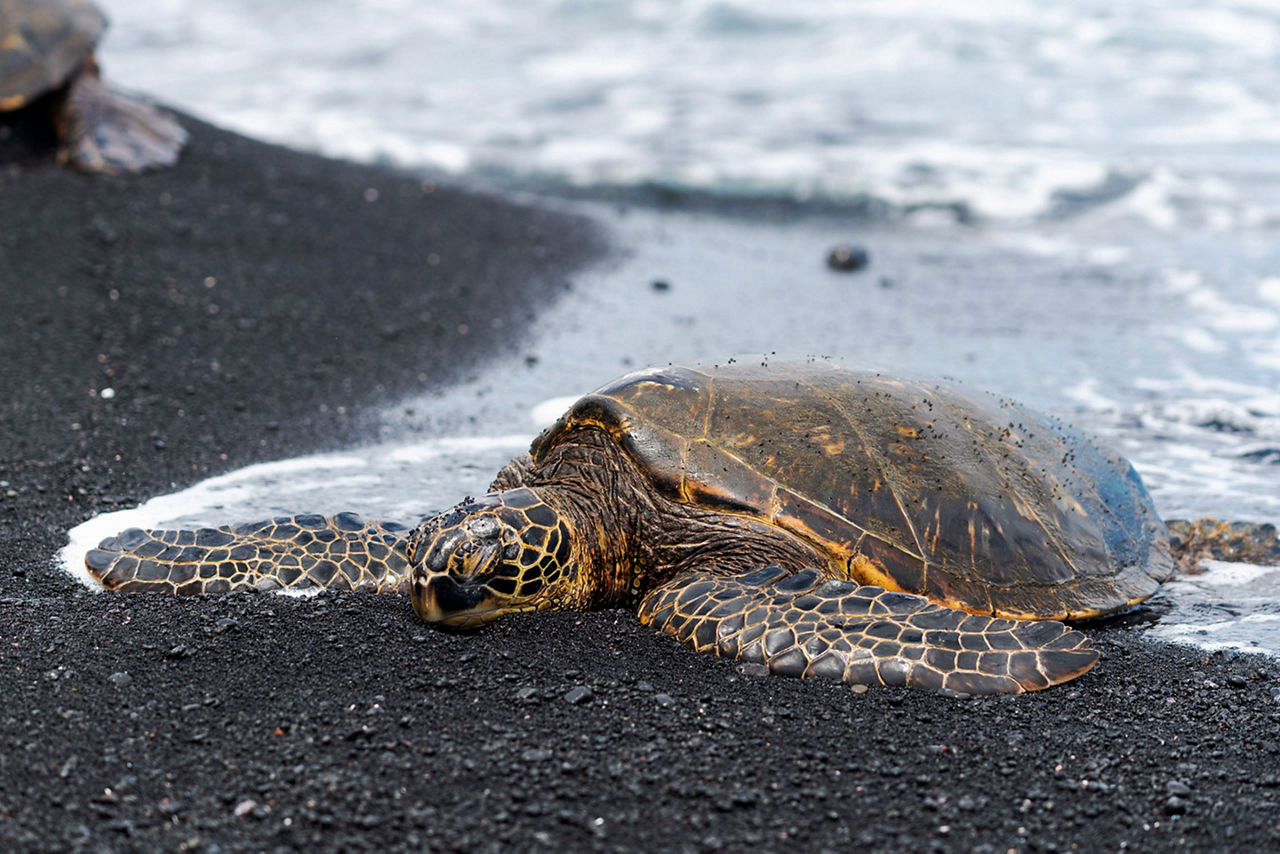Hawaii Kailua Kona Punalu'u Beach Turtle Nesting