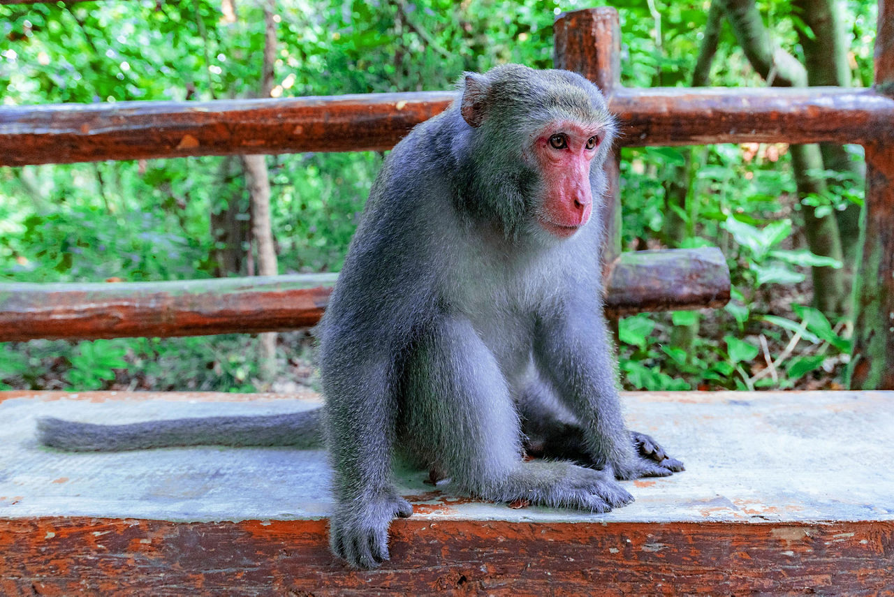 Macaque sitting on a bench in the forest of monkey mountain in Taiwan
