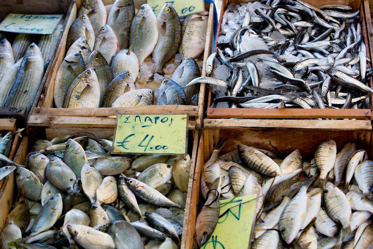 Various different kinds of fish for sale at a fish market