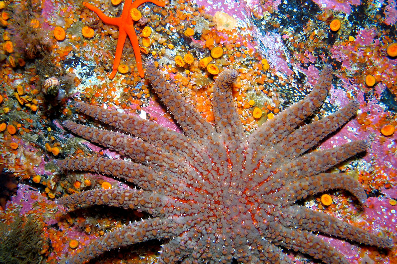 Blood and Sunflower Star, Ketchikan, Alaska