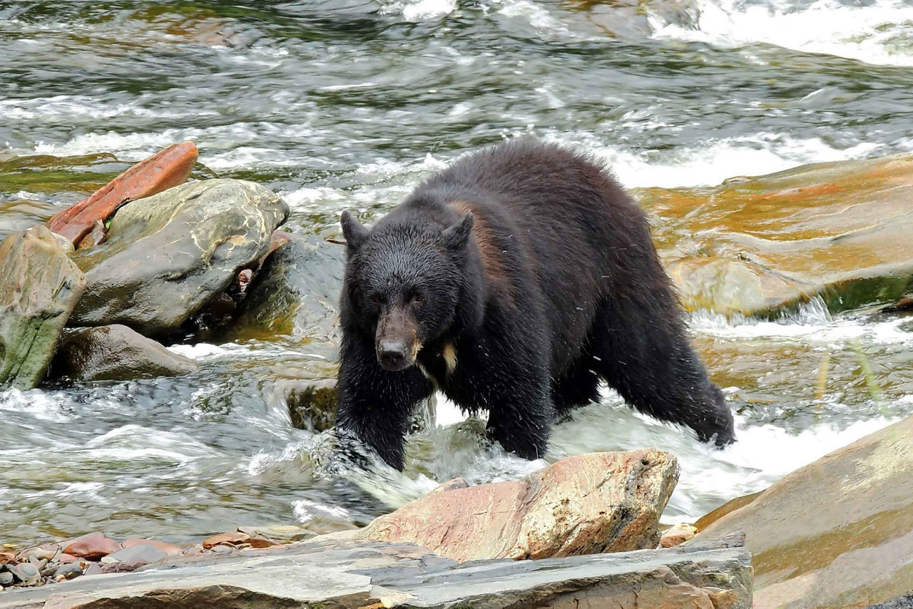 Grizzly Bear by the River, Ketchikan, Alaska