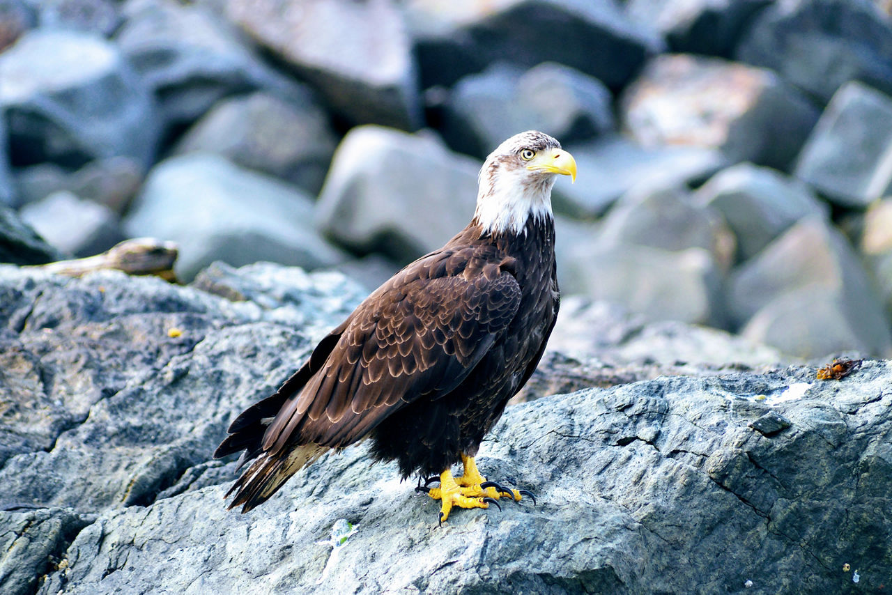 Eagle by the Rocks, Ketchikan, Alaska 