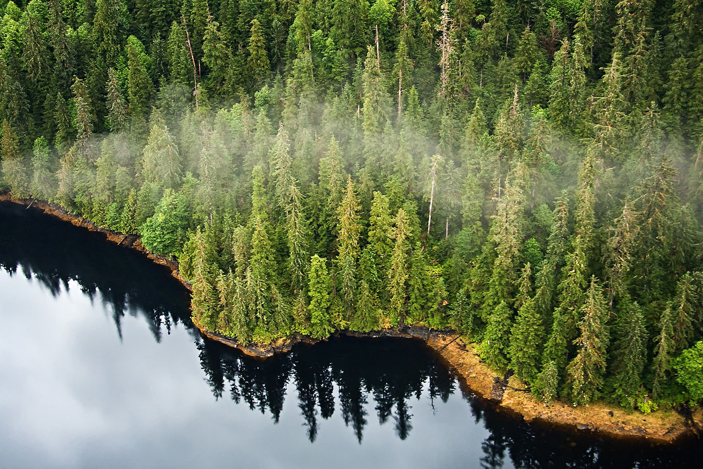 Towering evergreens meet calm ocean waters inside Misty Fjords’ pristine wilderness. - Ketchikan, Alaska