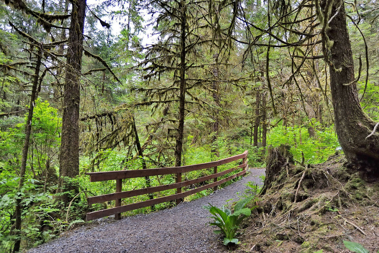 Tongass Trail Forest, Ketchikan, Alaska
