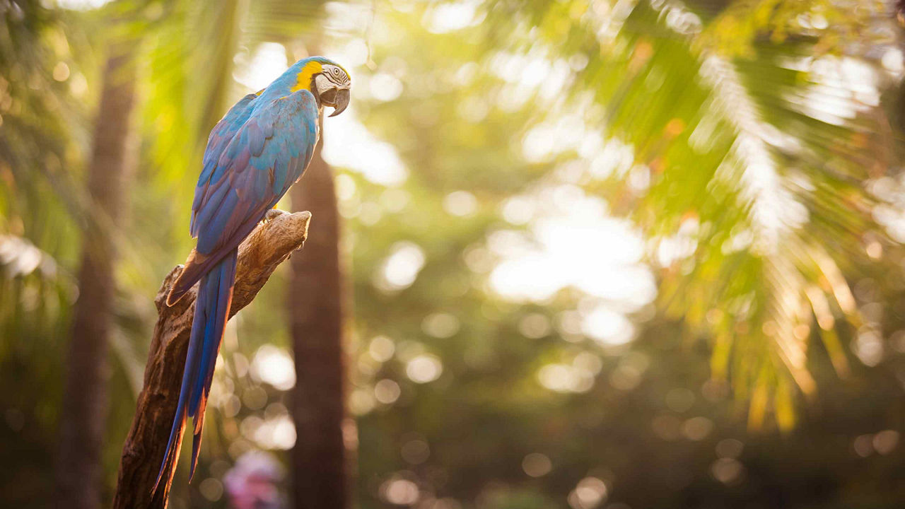 Garden Party Parrot Jungle, Key West, Florida