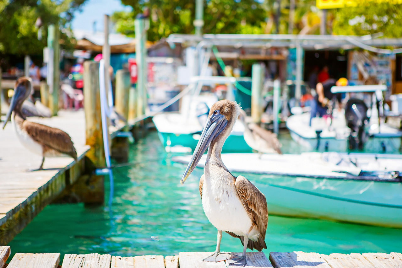 Pelican On Dock, Key West, Florida