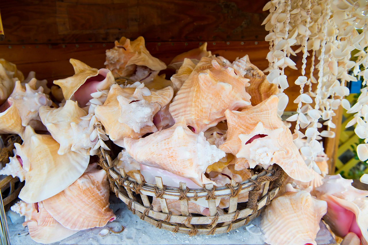 Souvenir shells at a shop, Key West, Florida