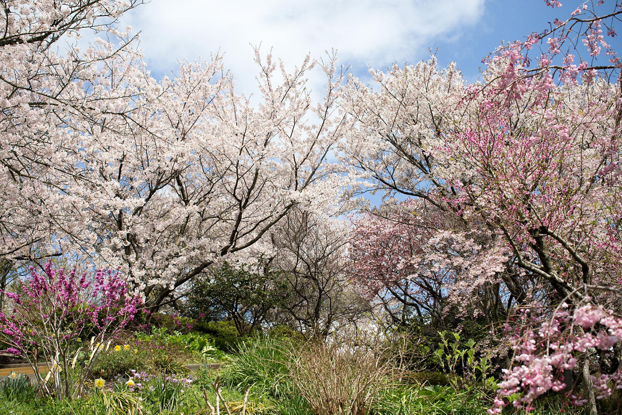 Kitakyushu, Japan Cherry Blossoms