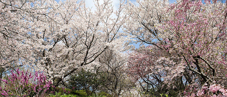 Cherry blossoms in full bloom in Kitakyushu, Japan