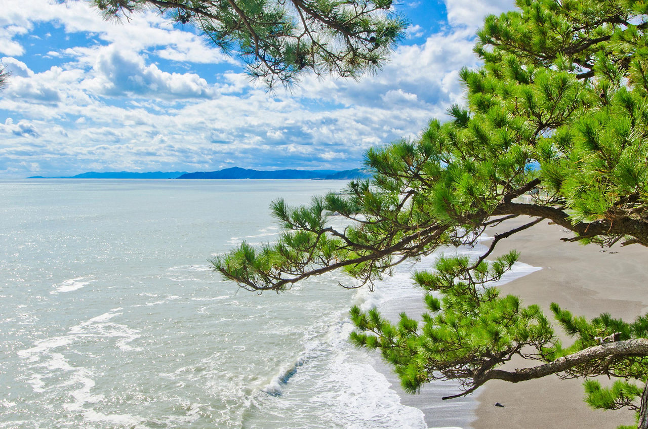 Kochi, Japan Beach Tree