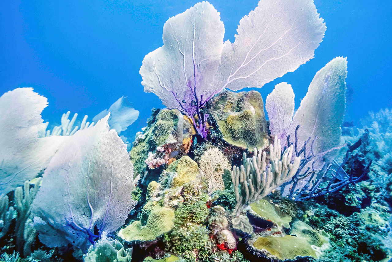 Bonaire Coral Reef Underwater, Kralendijk, Bonaire