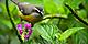 Close up of Bananaquit Bird, Birdwatching, Kralendijk, Bonaire
