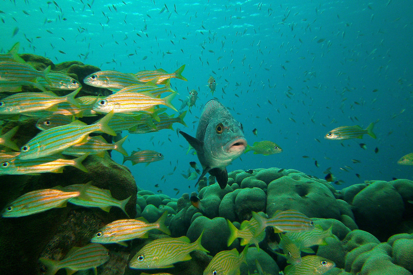 Schools of fishing swimming in crystal clear waters at Bonaire National Marine Park. - Kralendijk, Bonaire