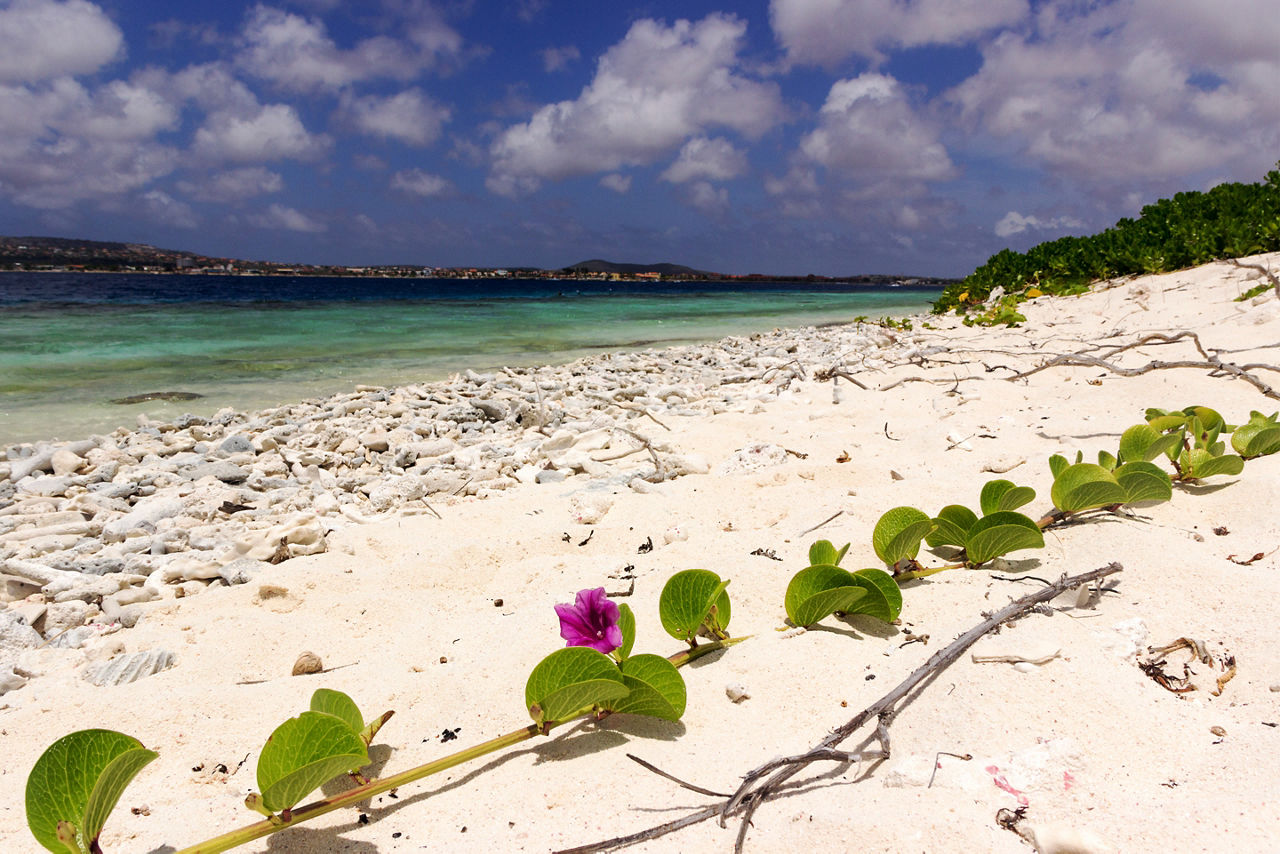 Relaxing untouched views of Name Beach and island. Bonaire.