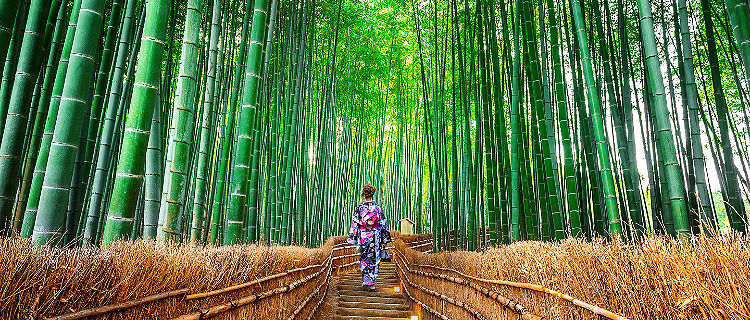 Bamboo forest path with woman in Japenese clothing walking down in Kyoto, Japan