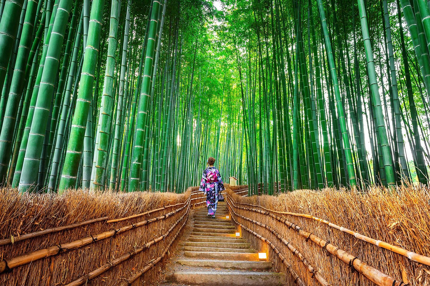 Sunlight filters through towering bamboo, creating a calm, green pathway in Arashiyama Bamboo Forest. - Kyoto, Japan