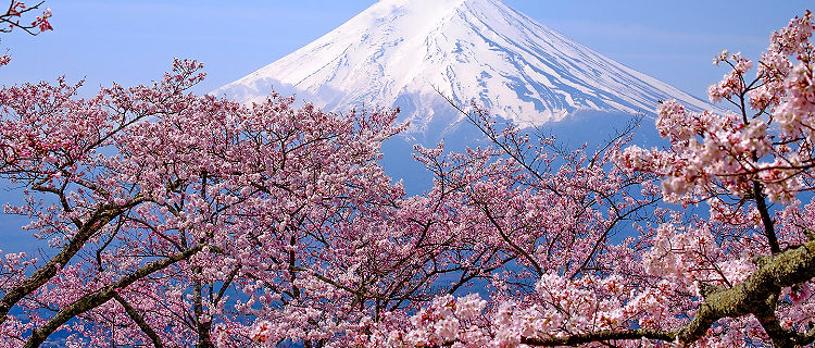 View of Mount Fuji with beautiful cherry blossoms in the Spring in Kyoto, Japan
