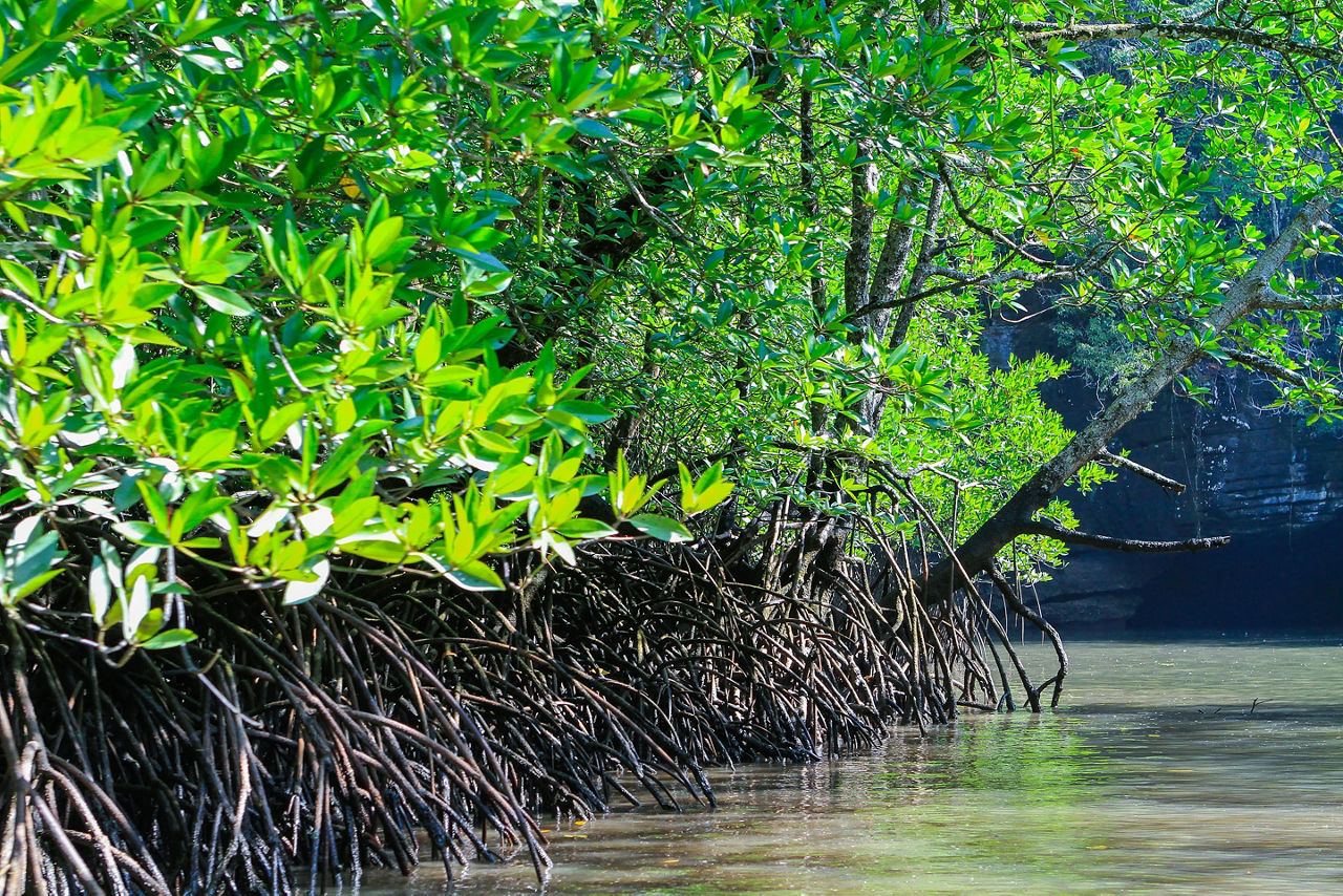 Langkawi, Malaysia Mangroves