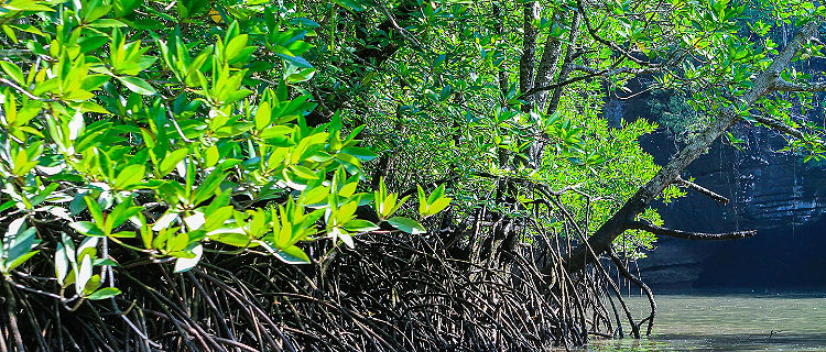 Mangroves in Langkawi, Malaysia