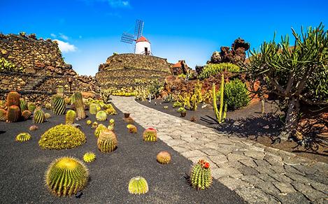 A tropical cactus garden in Lanzarote, Canary Islands