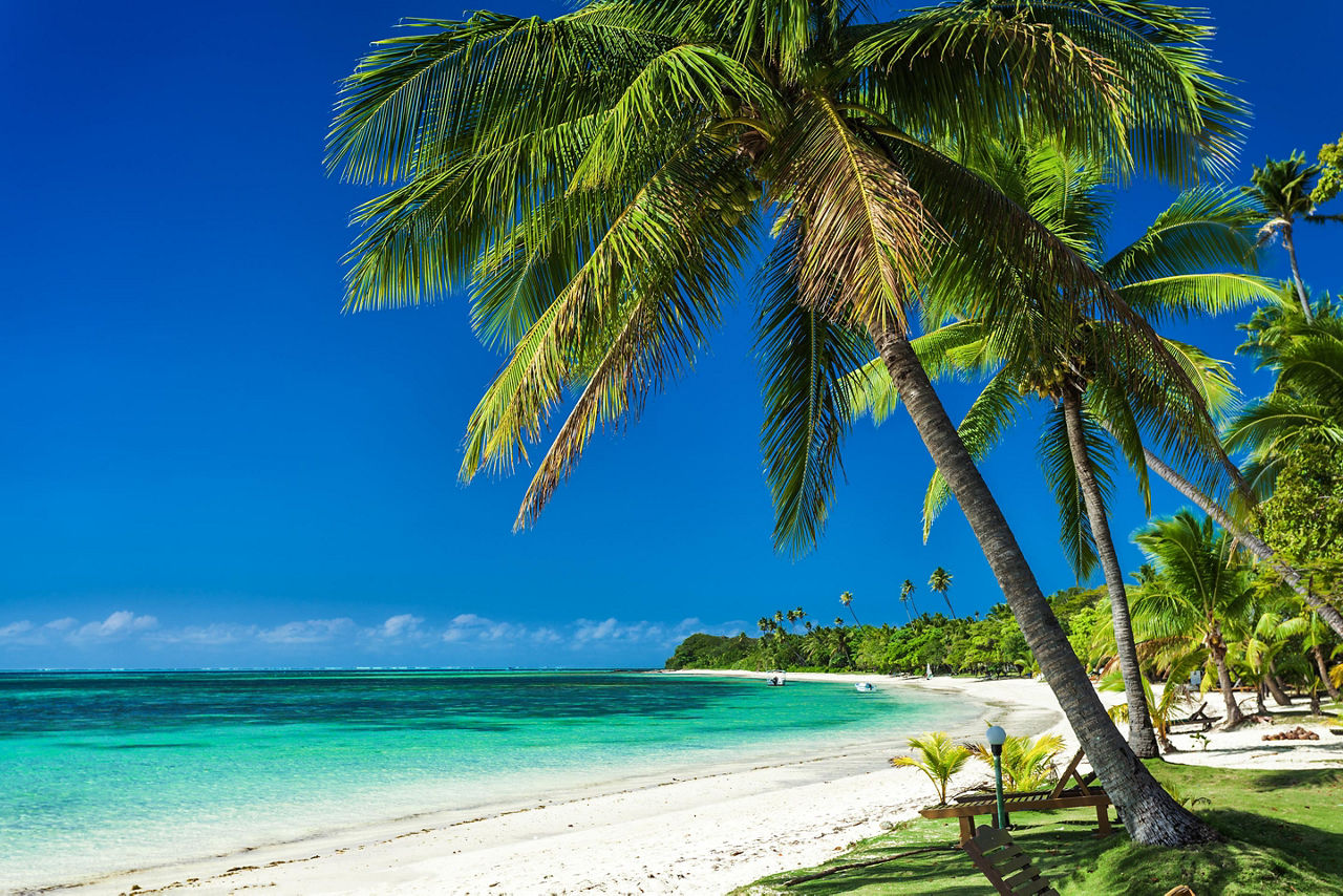 Lautoka, Fiji Islands, Palm trees on beach