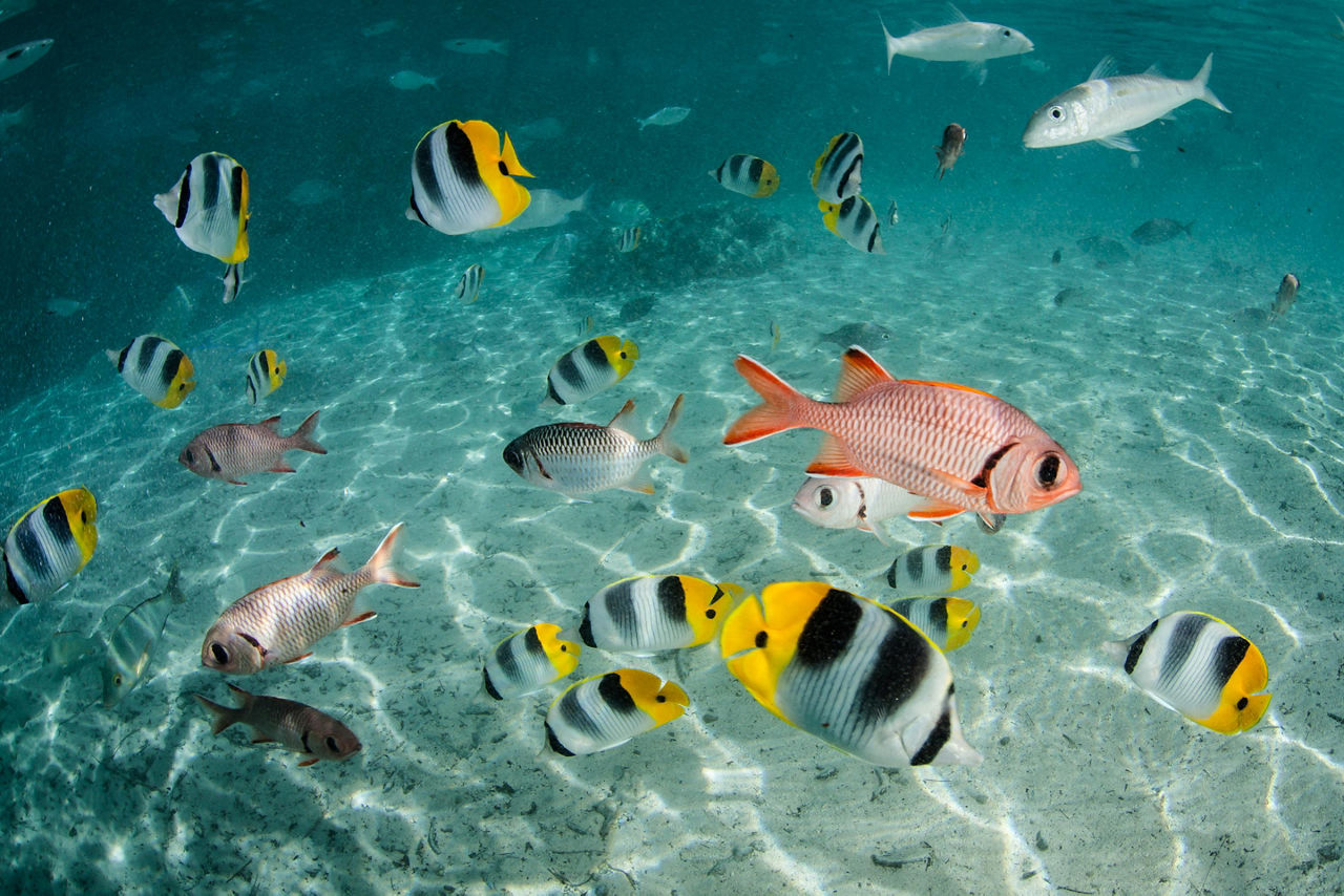An assortment of reef fish in the ocean