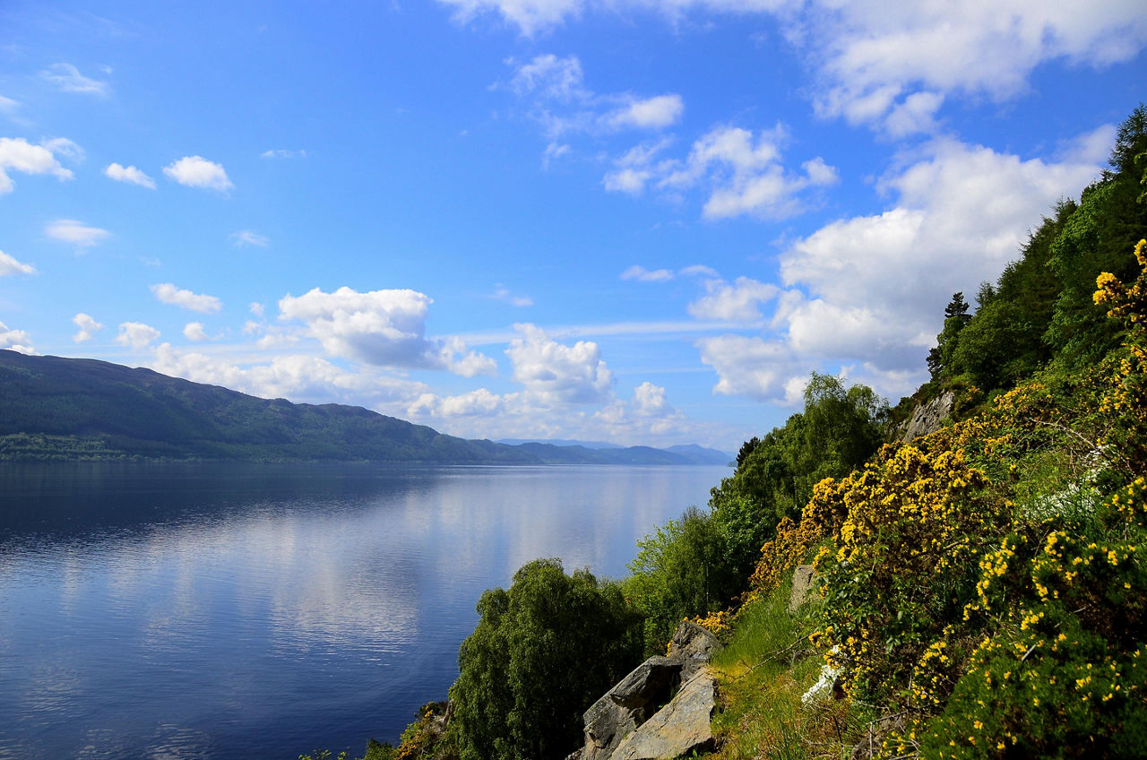 Yellow flowers blooming on the shore of Loch Ness in Scotland