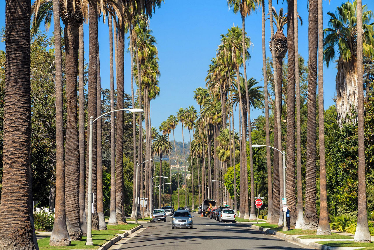 Los Angeles, California, Tall palm trees on street