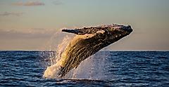 Humpback whale bathed in golden light off