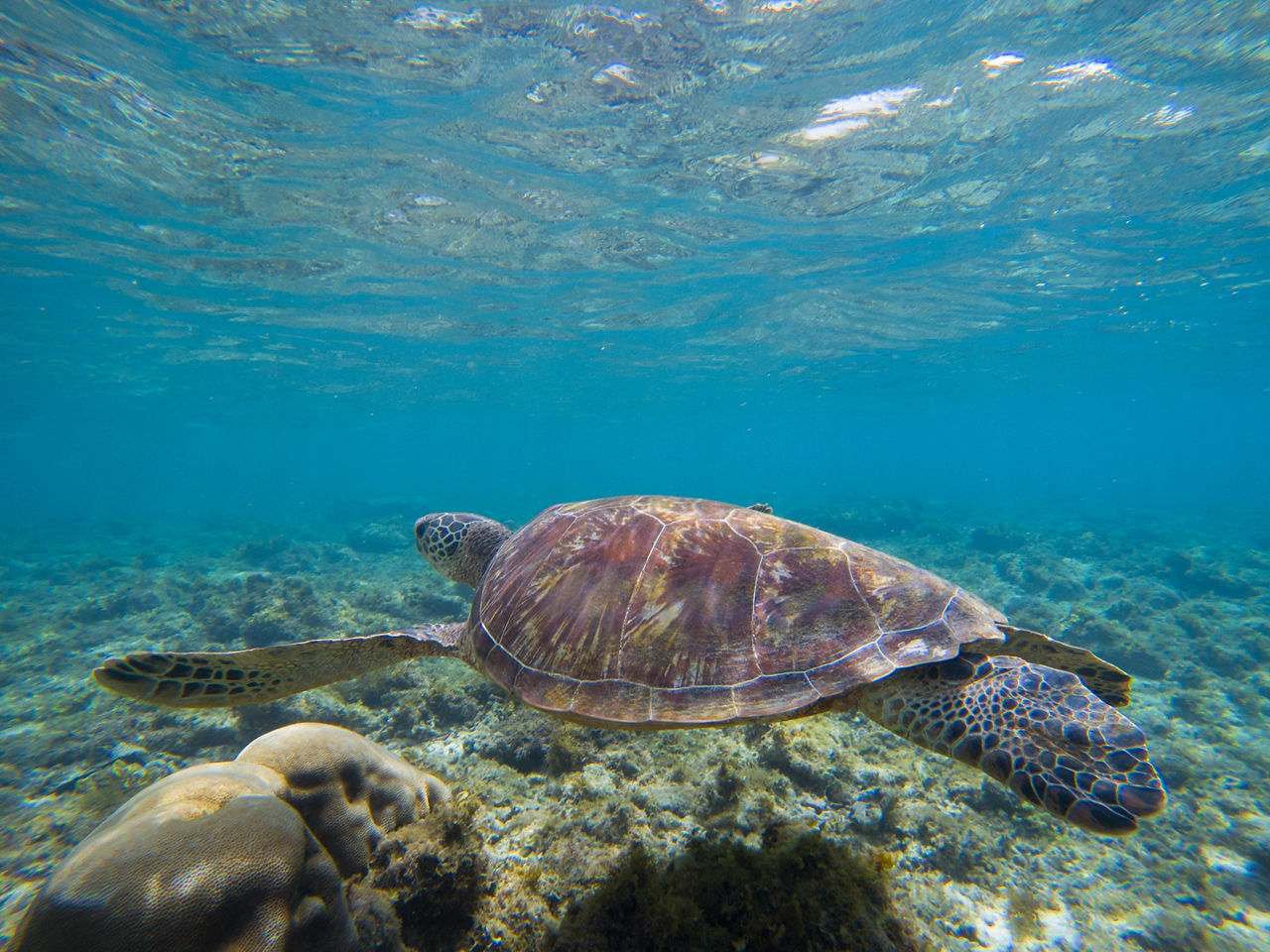 A sea turtle swimming in shallow water