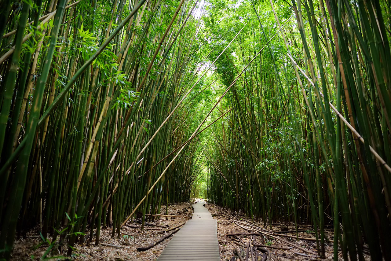 Path through dense bamboo forest, leading to famous Waimoku Falls. Popular Pipiwai trail in Haleakala National Park on Maui, Hawaii, USA