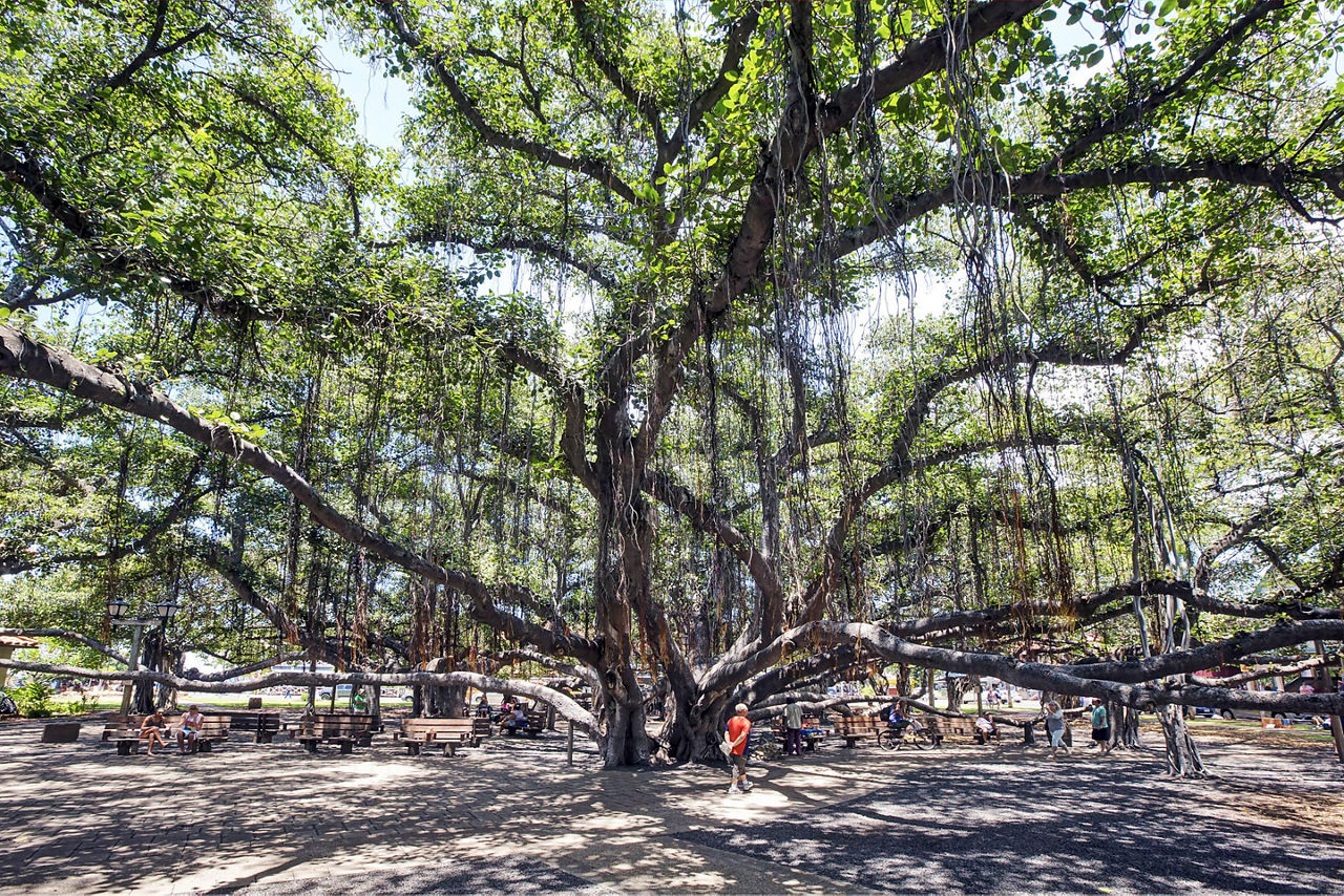 The old and big banyan tree in Lahaina Town on the Island of Maui, Hawaii