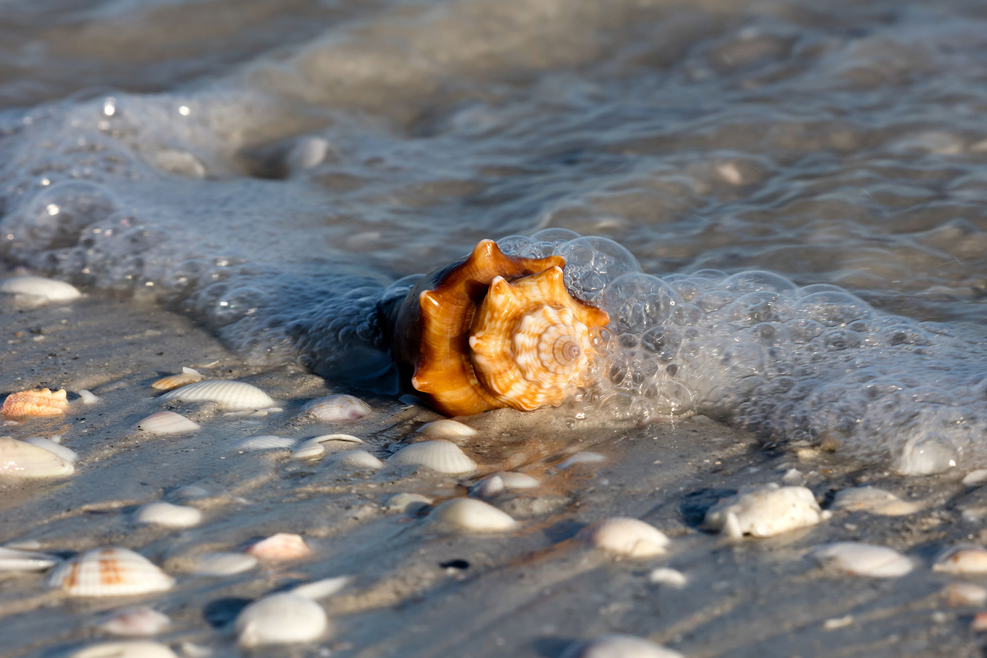 florida fighting conch strombus alatus lying