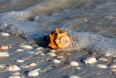 florida fighting conch strombus alatus lying