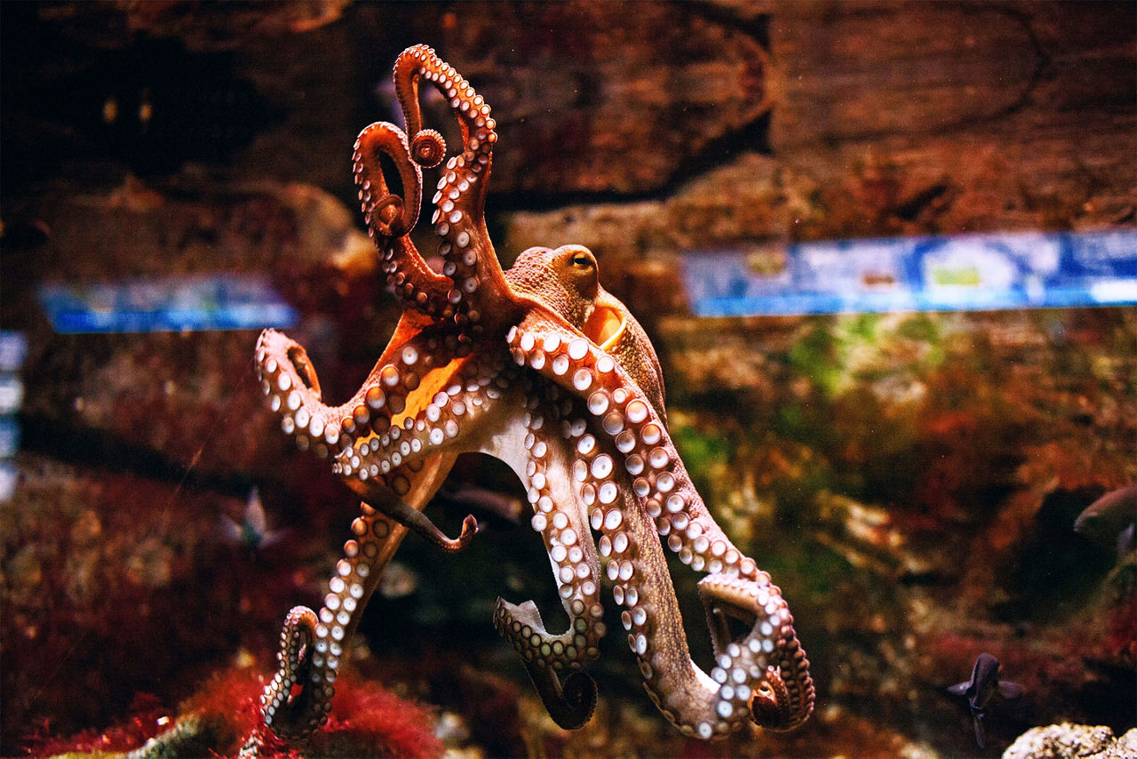 Octopus on glass in aquarium. Florida.