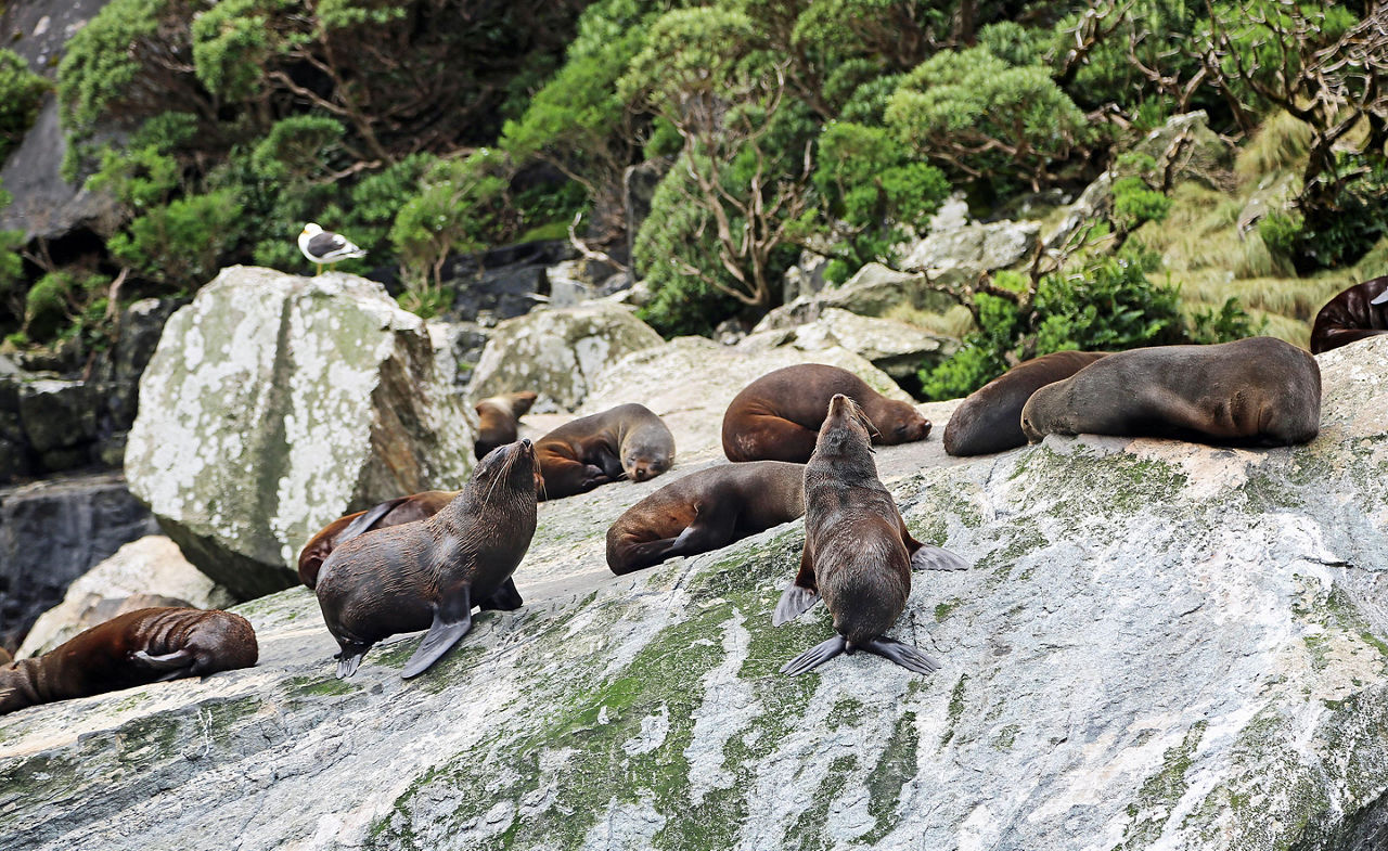 Seals on the rocks sun bathing in New Zealand